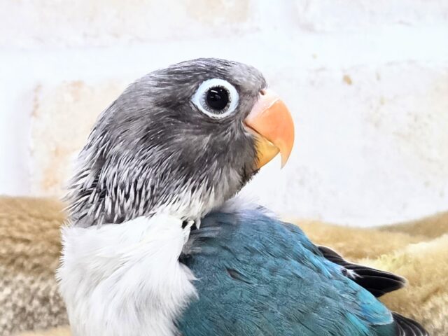 ブルーボタンインコ