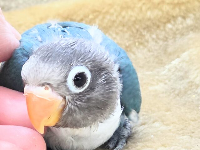 ブルーボタンインコ