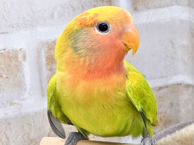 コザクラインコ（小桜インコ）