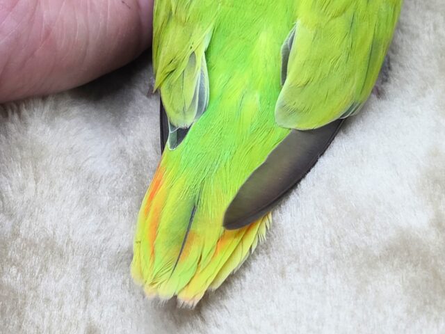 コザクラインコ（小桜インコ）