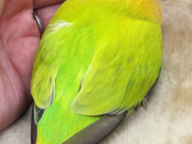 コザクラインコ（小桜インコ）