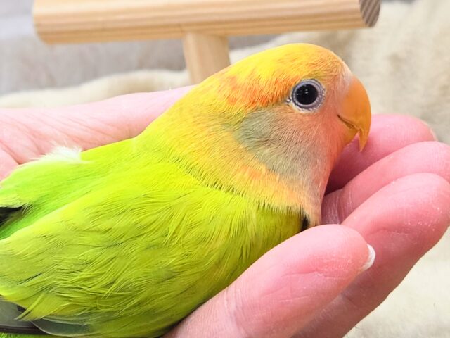 コザクラインコ（小桜インコ）