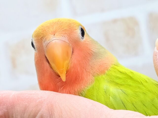 コザクラインコ（小桜インコ）