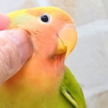 最新画像になります☆キレイなライトグリーン💚✨　コザクラインコ（オパーリンタイガー）