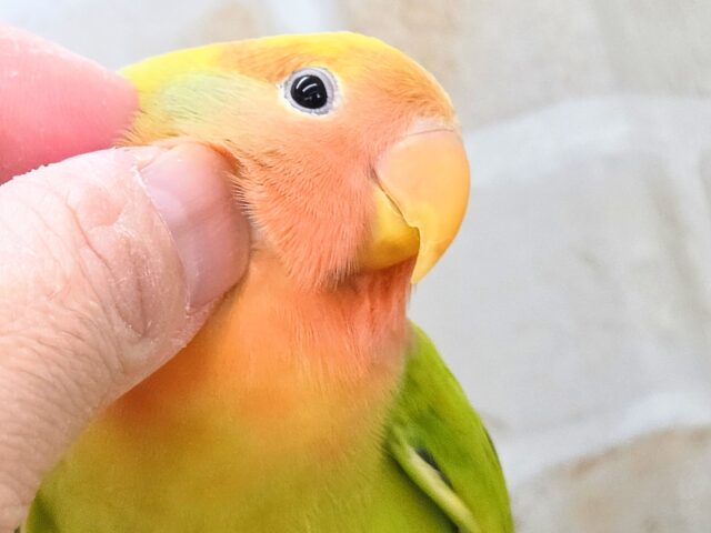 最新画像になります☆キレイなライトグリーン💚✨　コザクラインコ（オパーリンタイガー）