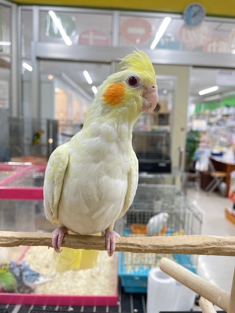 オカメインコ