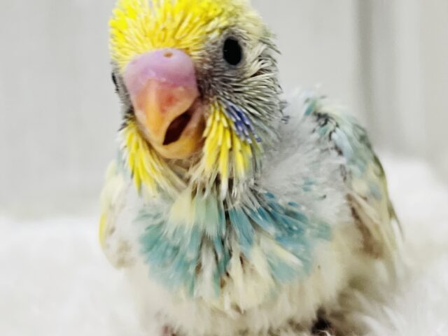 セキセイインコ