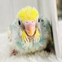 ﾋﾟｶｯと明るくなるよ🌟セキセイインコのパステルレインボーパイド〜🌈