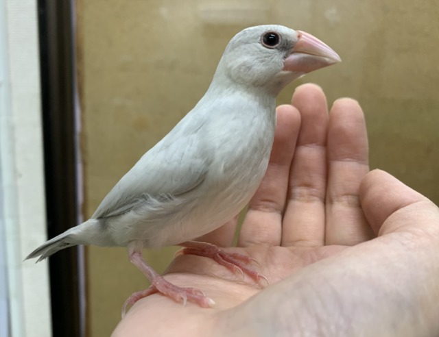 シルバー文鳥