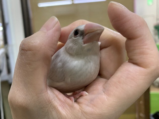シルバー文鳥