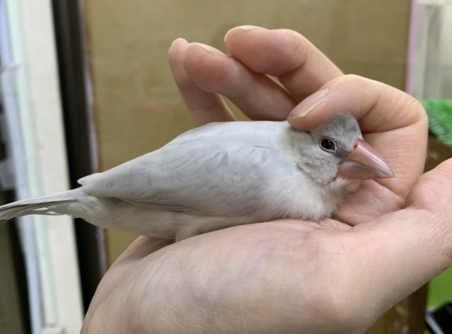 シルバー文鳥