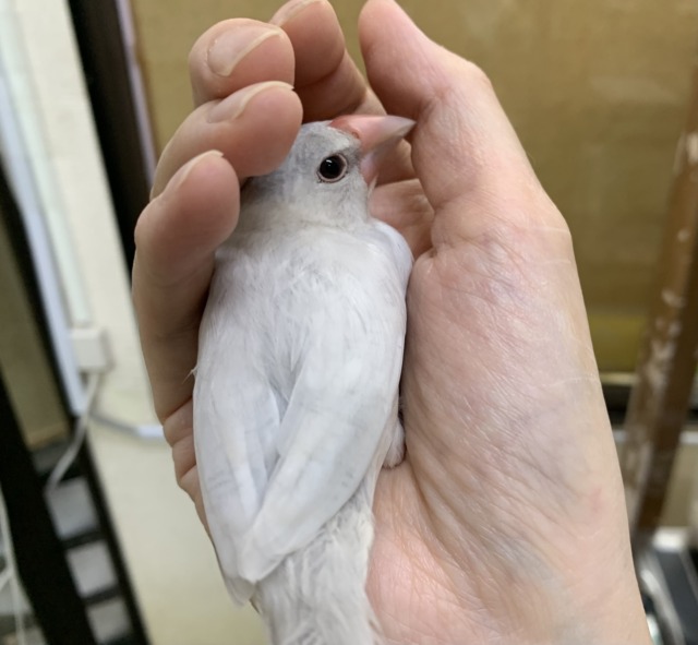 シルバー文鳥
