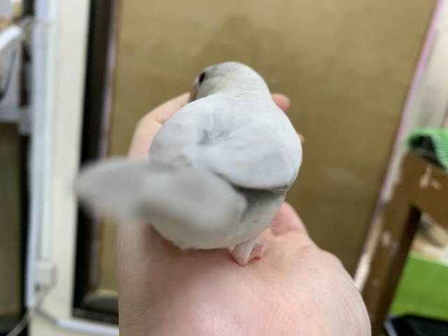 シルバー文鳥