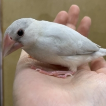 【4/23最新画像🆙】プンプンハロー♪シルバー文鳥🩶🤍