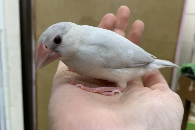 【4/23最新画像🆙】プンプンハロー♪シルバー文鳥🩶🤍