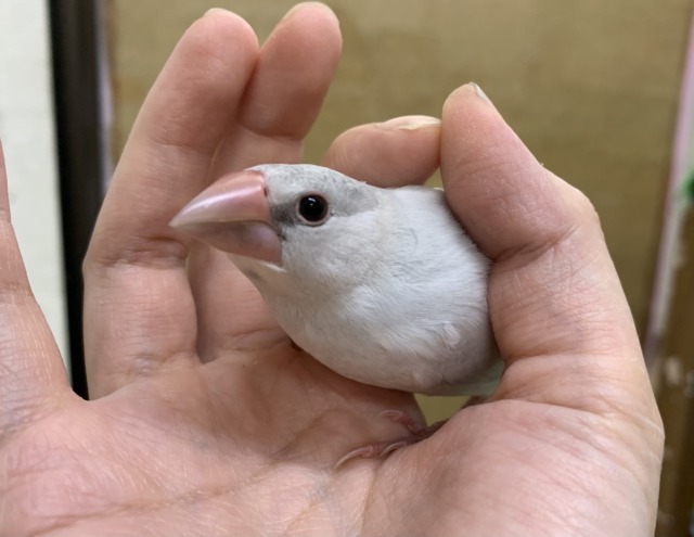 シルバー文鳥