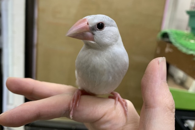 シルバー文鳥