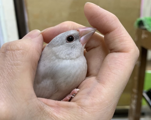 シルバー文鳥