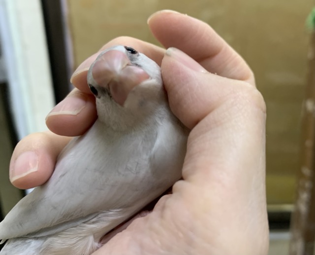 シルバー文鳥