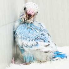 爽やかスカイブルー🩵セキセイインコのブルースパングル🌟