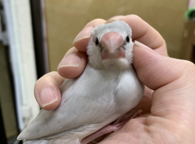 シルバー文鳥