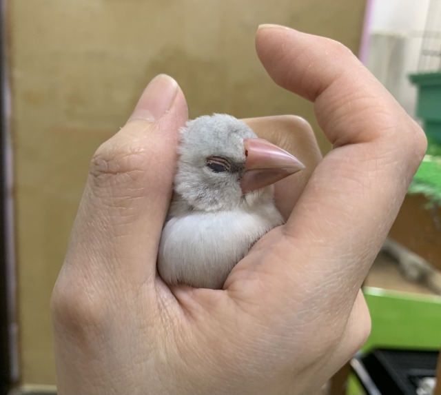 シルバー文鳥