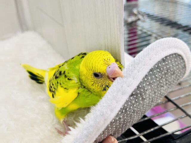 セキセイインコ