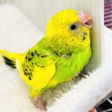 元気ﾊﾂﾗﾂ✨❣️追いかけてくるよ💨セキセイインコのグリーンパイド🌱