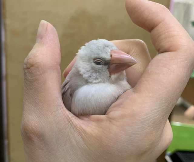 シルバー文鳥