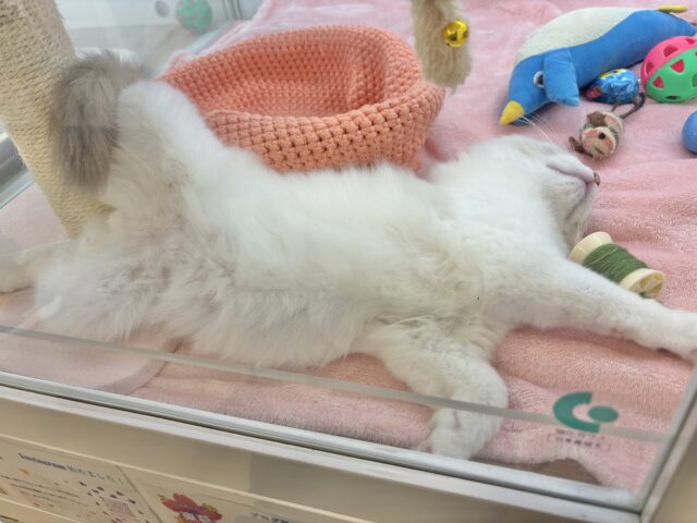 激甘えん坊すぎて溶けそう……ラグドールくん! ラグドール