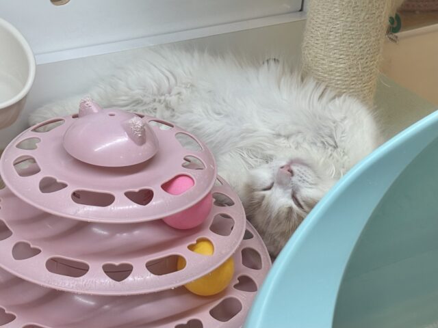 美形男子のお出ましぃ〜♡サイベリアンくん! サイベリアン