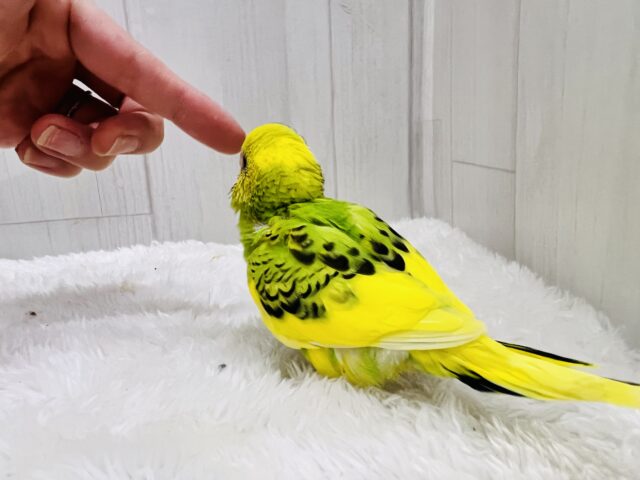 セキセイインコ