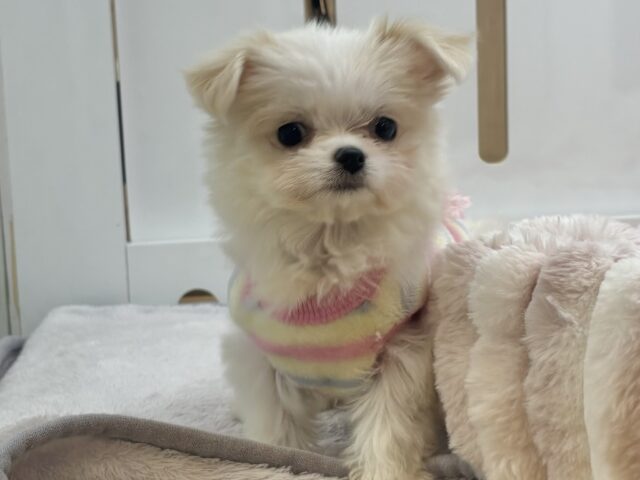 チワマル（マルチワ）