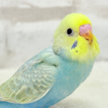 【最新画像更新🪄】オンリーワン‪☆宝石カラー🐣💎.*セキセイインコ(パステルカラーレインボー) ヒナ