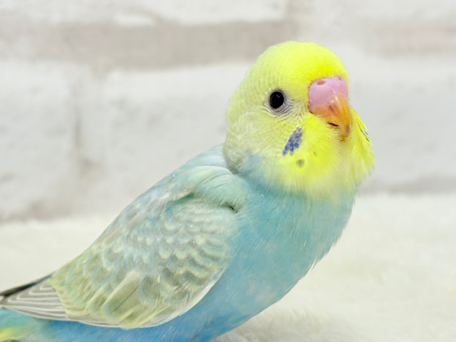 【最新画像更新🪄】オンリーワン‪☆宝石カラー🐣💎.*セキセイインコ(パステルカラーレインボー) ヒナ