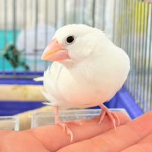 【最新画像・動画更新🪄ひとり餌・カゴデビューしました‪☆】裸ん坊天使🐣🤍白文鳥 ヒナ