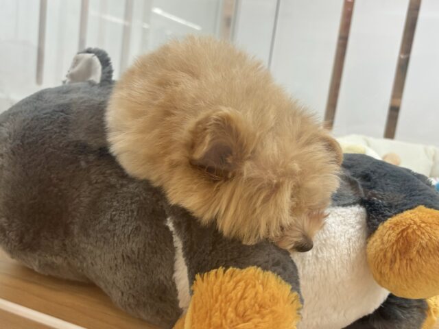 クマしゃんじゃないよ🧸?ポメプーくん! ポメプー