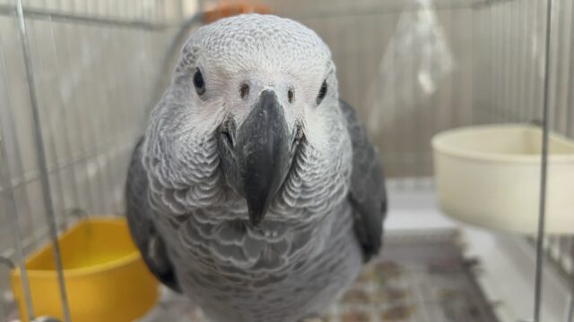 く~んくん鳴くよ❤️純粋無垢なBIGベイビーのヨウムのムーくんだよ🌟 ヨウム