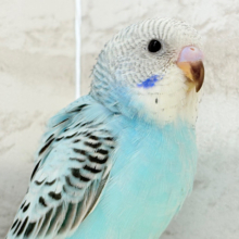 【最新画像更新🪄もうすぐひとり餌‪☆】もりもり食べて大きくなるゾ‪☆セキセイインコ(オパーリン) ヒナ