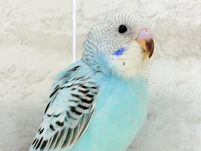 【最新画像更新🪄ひとり餌‪になりました☆】もりもり食べて大きくなるゾ‪☆セキセイインコ(オパーリン) ヒナ