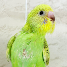 【最新画像更新🪄】ふわふわわた毛が雪みたい🐣❄️💚セキセイインコ(スパングル) ヒナ