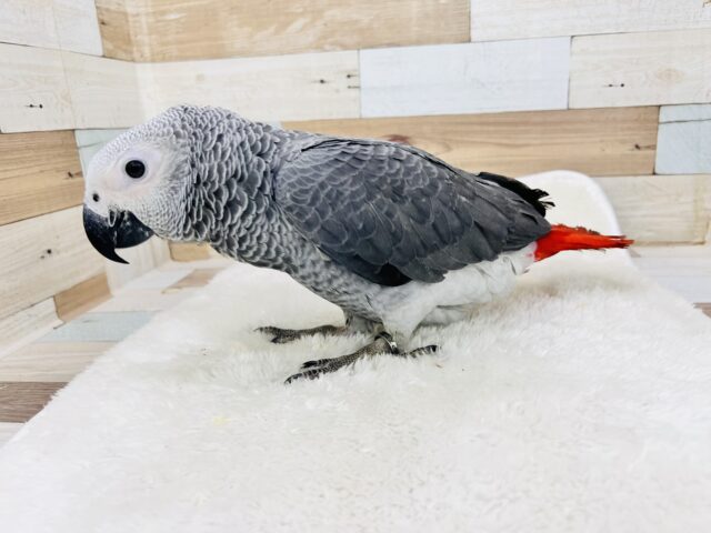く~んくん鳴くよ❤️純粋無垢なBIGベイビーのヨウムのムーくんだよ🌟 ヨウム