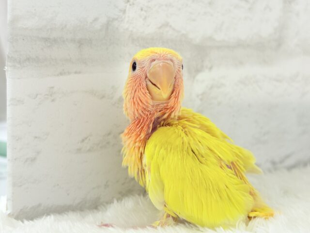 ビビットカラー💛太陽サンサン🐣🔆コザクラインコ(ルチノー) ヒナ コザクラインコ(小桜インコ)