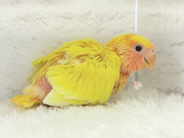 コザクラインコ（小桜インコ）