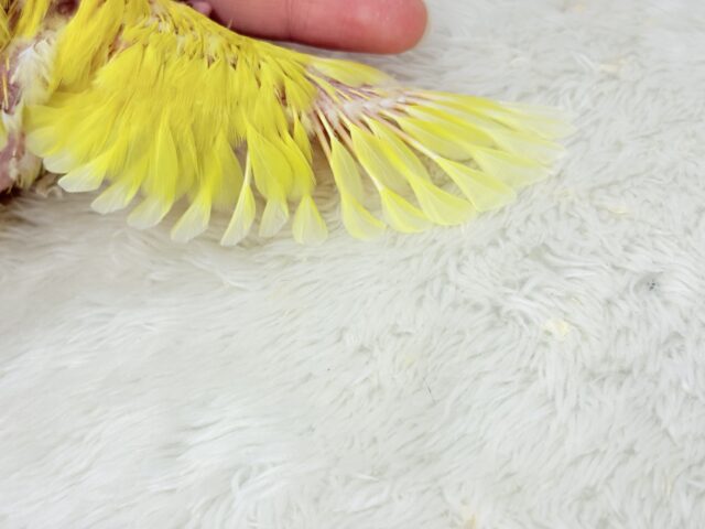 ビビットカラー💛太陽サンサン🐣🔆コザクラインコ(ルチノー) ヒナ コザクラインコ(小桜インコ)