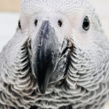 く~んくん鳴くよ❤️純粋無垢なBIGベイビーのヨウムのムーくんだよ🌟