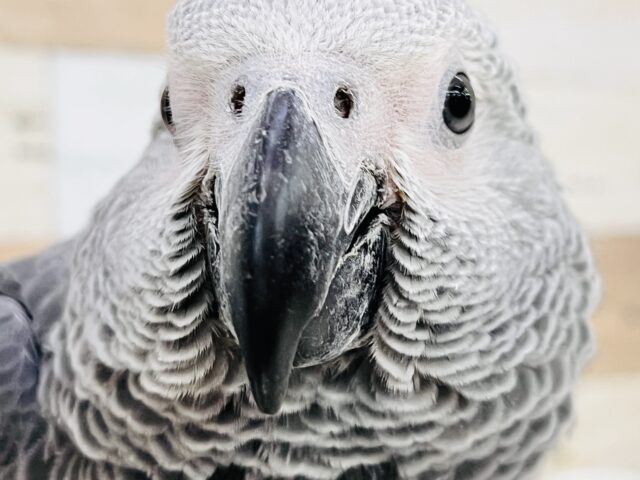 く~んくん鳴くよ❤️純粋無垢なBIGベイビーのヨウムのムーくんだよ🌟