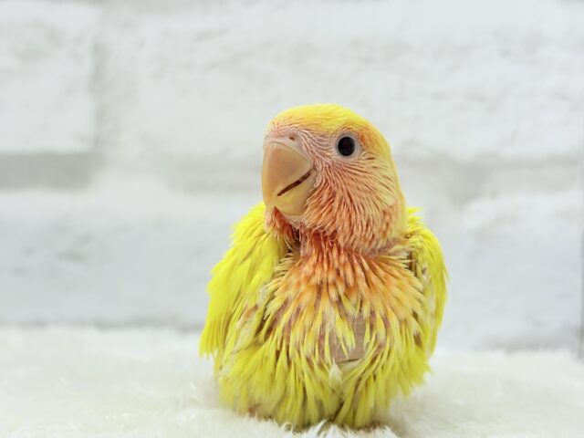 ビビットカラー💛太陽サンサン🐣🔆コザクラインコ(ルチノー) ヒナ コザクラインコ(小桜インコ)