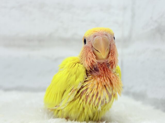 ビビットカラー💛太陽サンサン🐣🔆コザクラインコ(ルチノー) ヒナ コザクラインコ(小桜インコ)