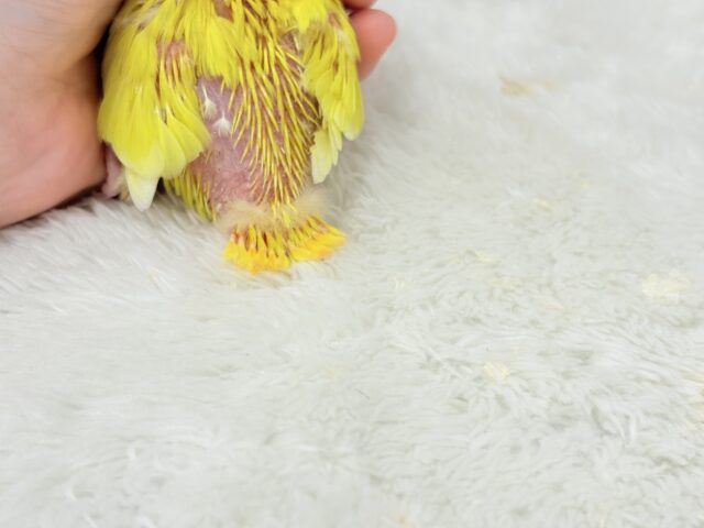 コザクラインコ（小桜インコ）